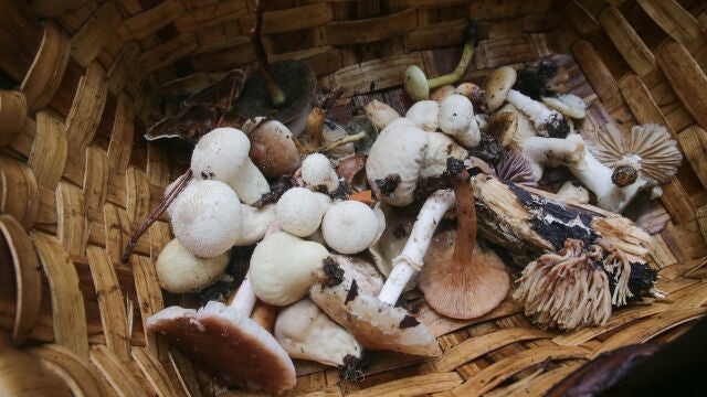 Cesta con setas recién cogidas en el Parque del Río Rato