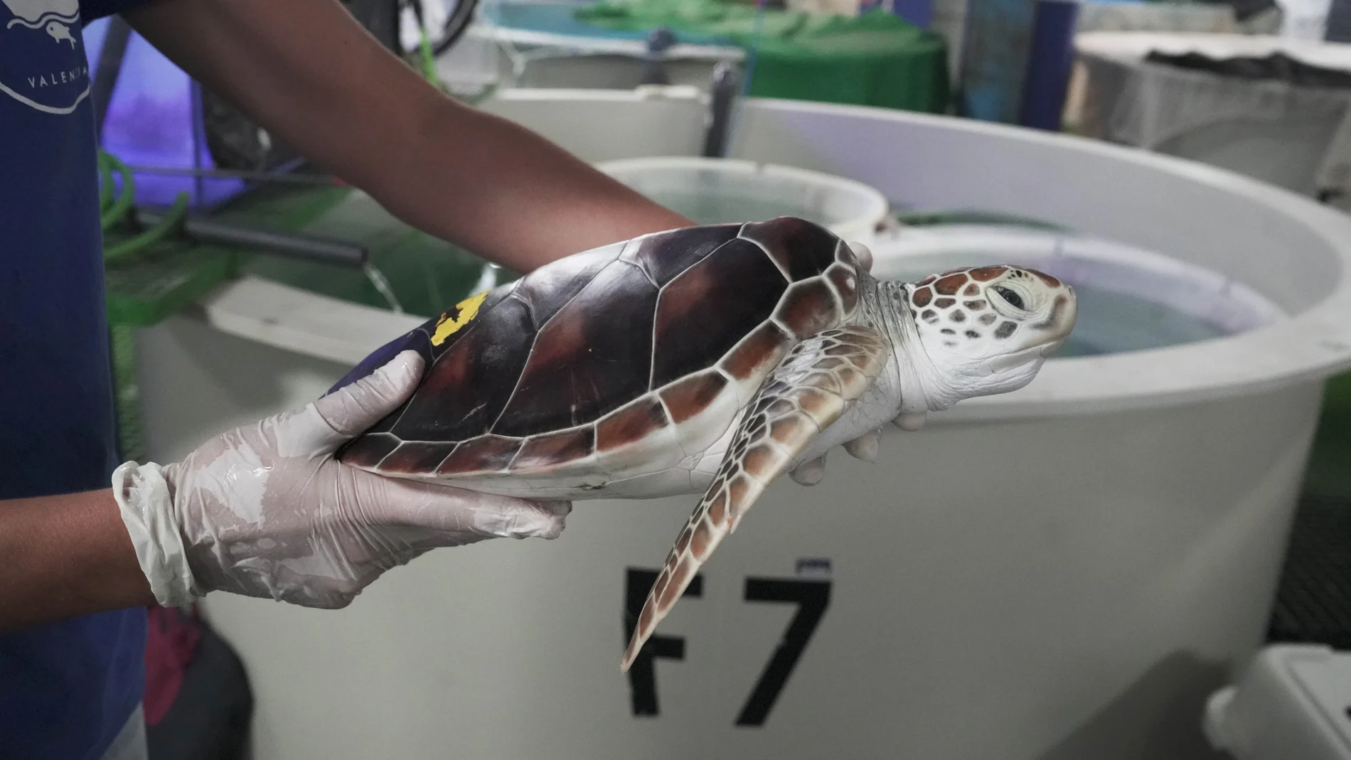 Imagen de una de las tortugas verdes llegadas desde Japón