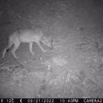 El último ejemplar de lobo visto en Cataluña