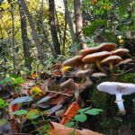 Setas en los bosques