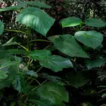 La “Gympie-gympie”, también conocida como la &quot;planta suicida&quot;, es la más venenosa del mundo
