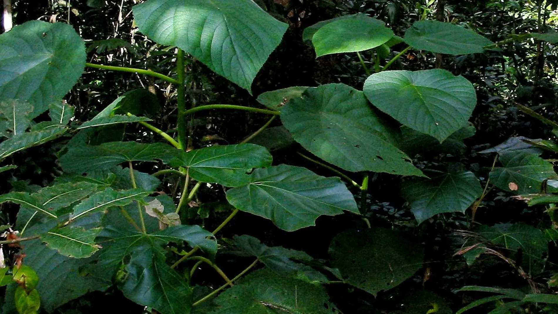 La “Gympie-gympie”, también conocida como la "planta suicida", es la más venenosa del mundo
