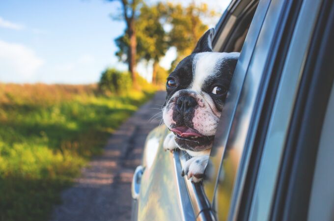 Perro asoma la cabeza por la ventanilla del coche | Fuente: Pexels / Pixabay