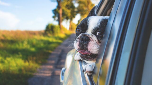 Perro asoma la cabeza por la ventanilla del coche | Fuente: Pexels / Pixabay