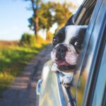 Perro asoma la cabeza por la ventanilla del coche | Fuente: Pexels / Pixabay