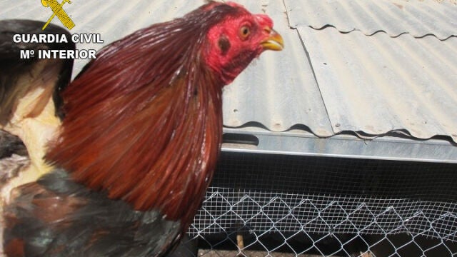 Uno de los gallos mutilados