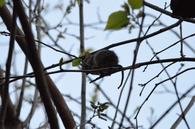 Una rata negra en un árbol de Hospitalet