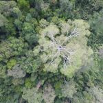 Foto aérea de un bosque en el valle de Danum (Malasia) tomada por un dron utilizado en el estudio