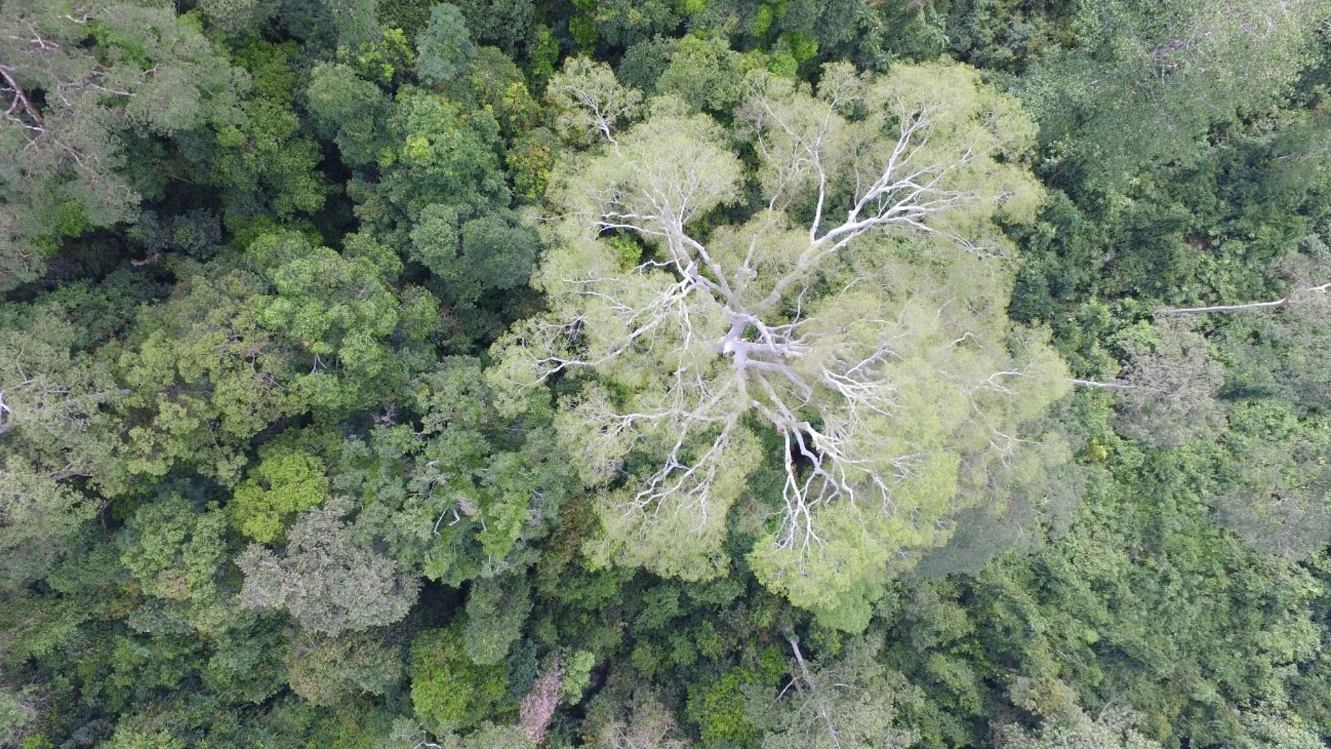 Foto aérea de un bosque en el valle de Danum (Malasia) tomada por un dron utilizado en el estudio