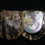 Perlas dentro de una concha de ostra perlera