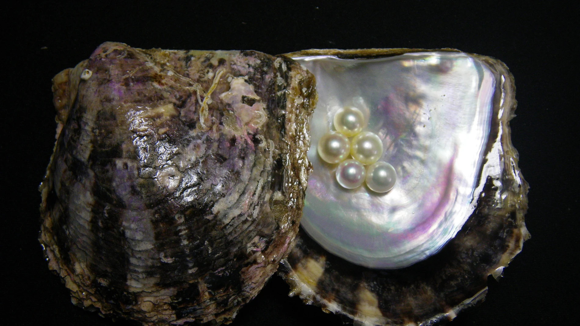 Perlas dentro de una concha de ostra perlera