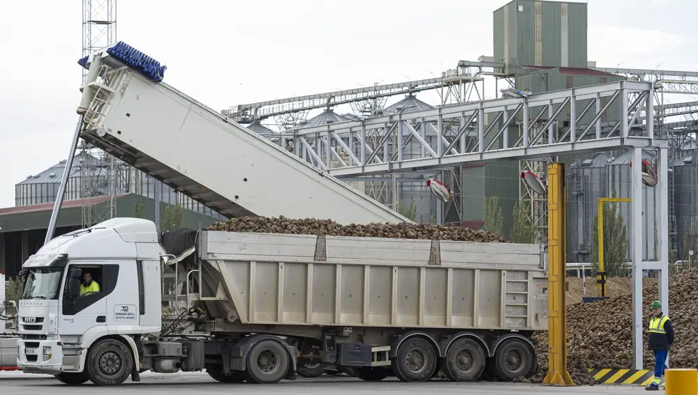 La actual campaña comenzó el pasado 20 de octubre y ya se han procesado más de 180.000 toneladas de remolacha