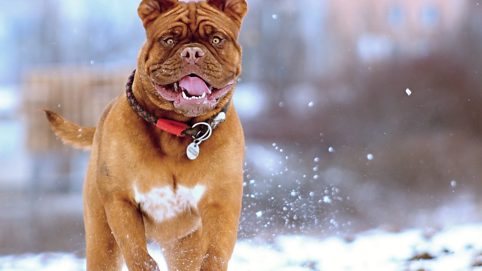 Si bien es cierto que los perros están más preparados que nosotros para sufrir las bajas temperaturas... no son inmunes a ellas | Fuente: Pixabay / Jan Steiner