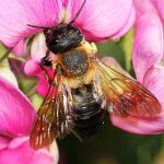 Un ejemplar de abeja gigante de la resina, la primera abeja exótica documentada de Europa
