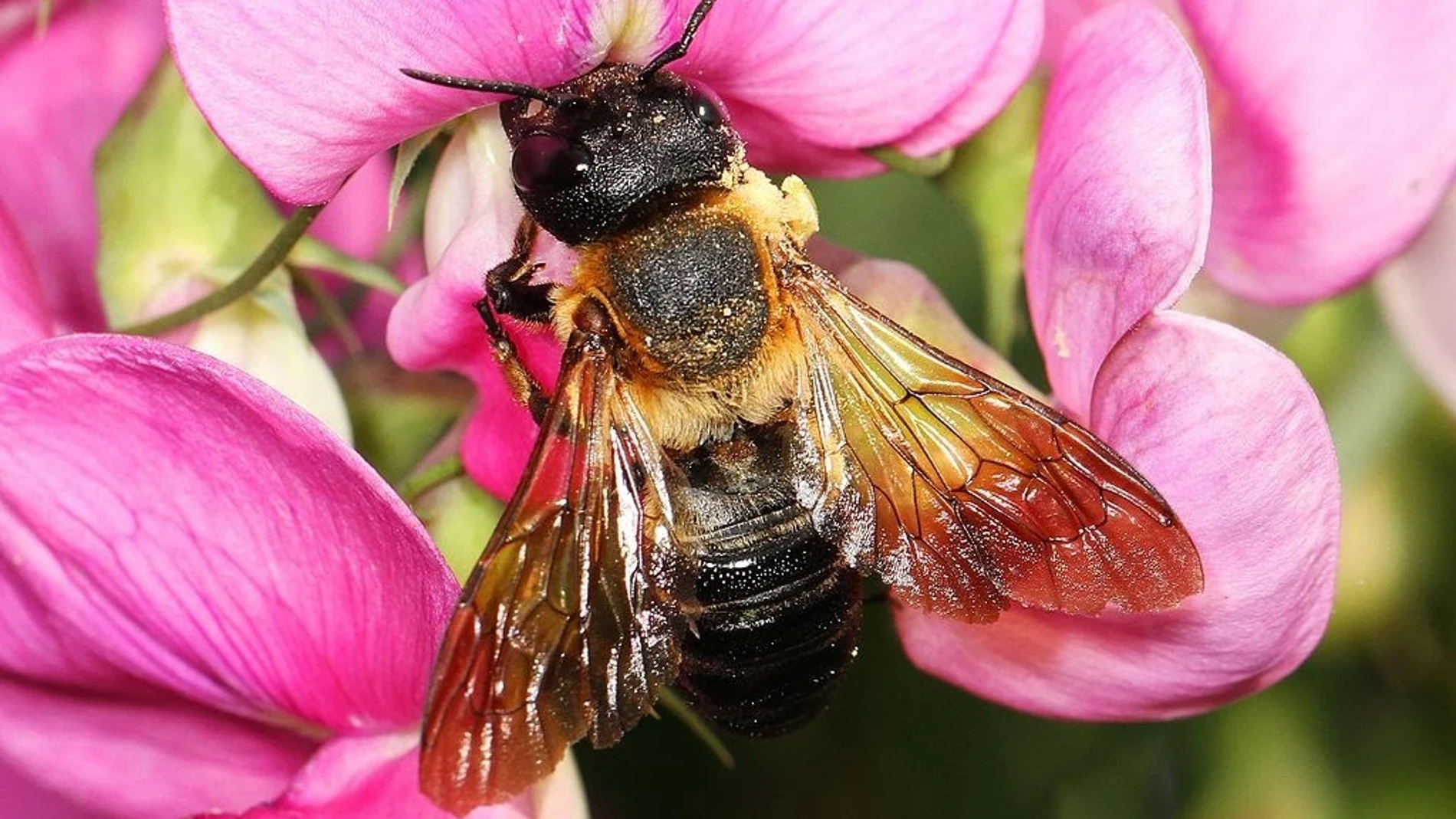 Un ejemplar de abeja gigante de la resina, la primera abeja exótica documentada de Europa