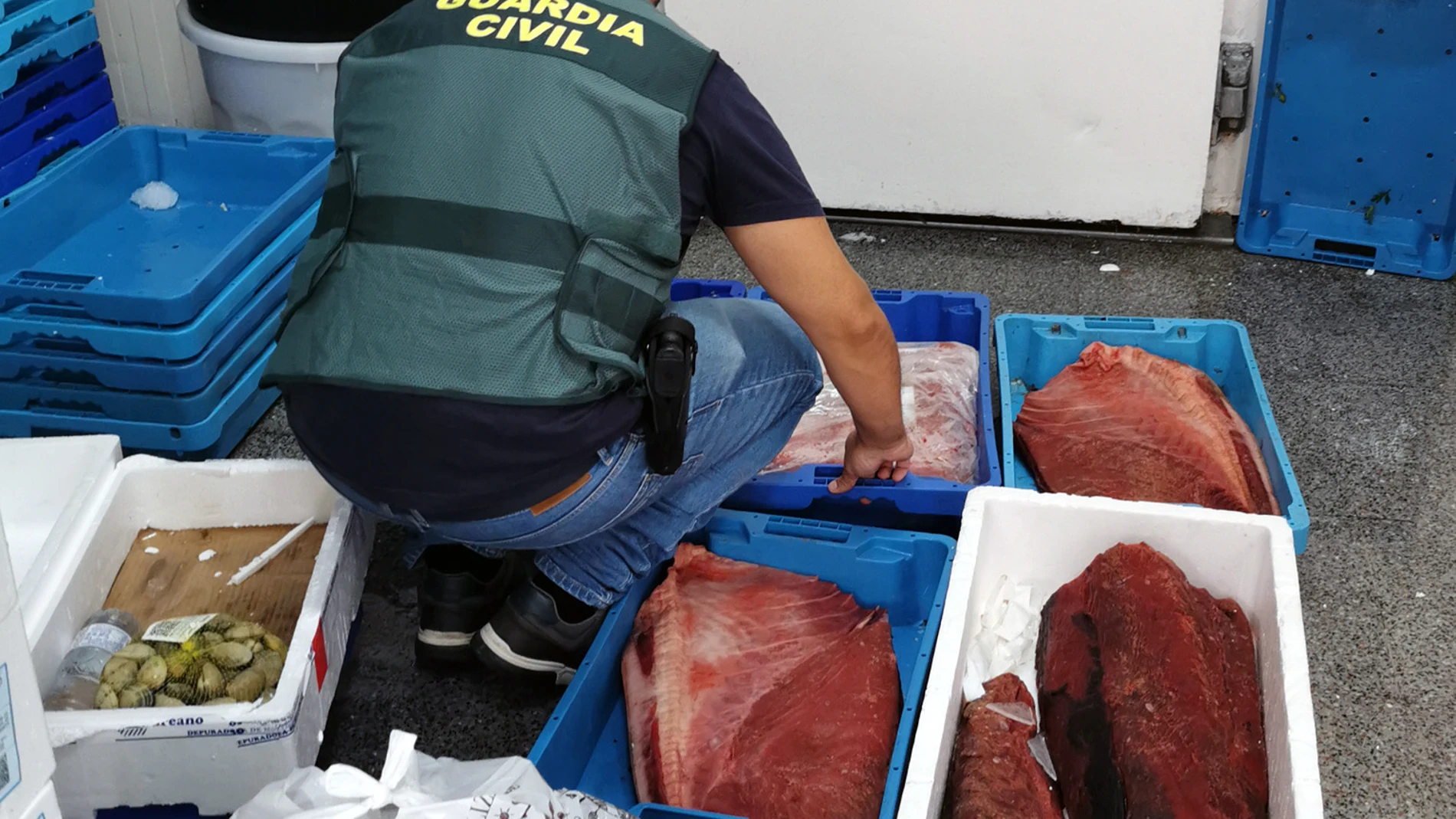 n colaboración con la Policía Local de San Javier y el Servicio de Pesca y Acuicultura de la Región de Murcia se ha recuperado más de media tonelada de atún