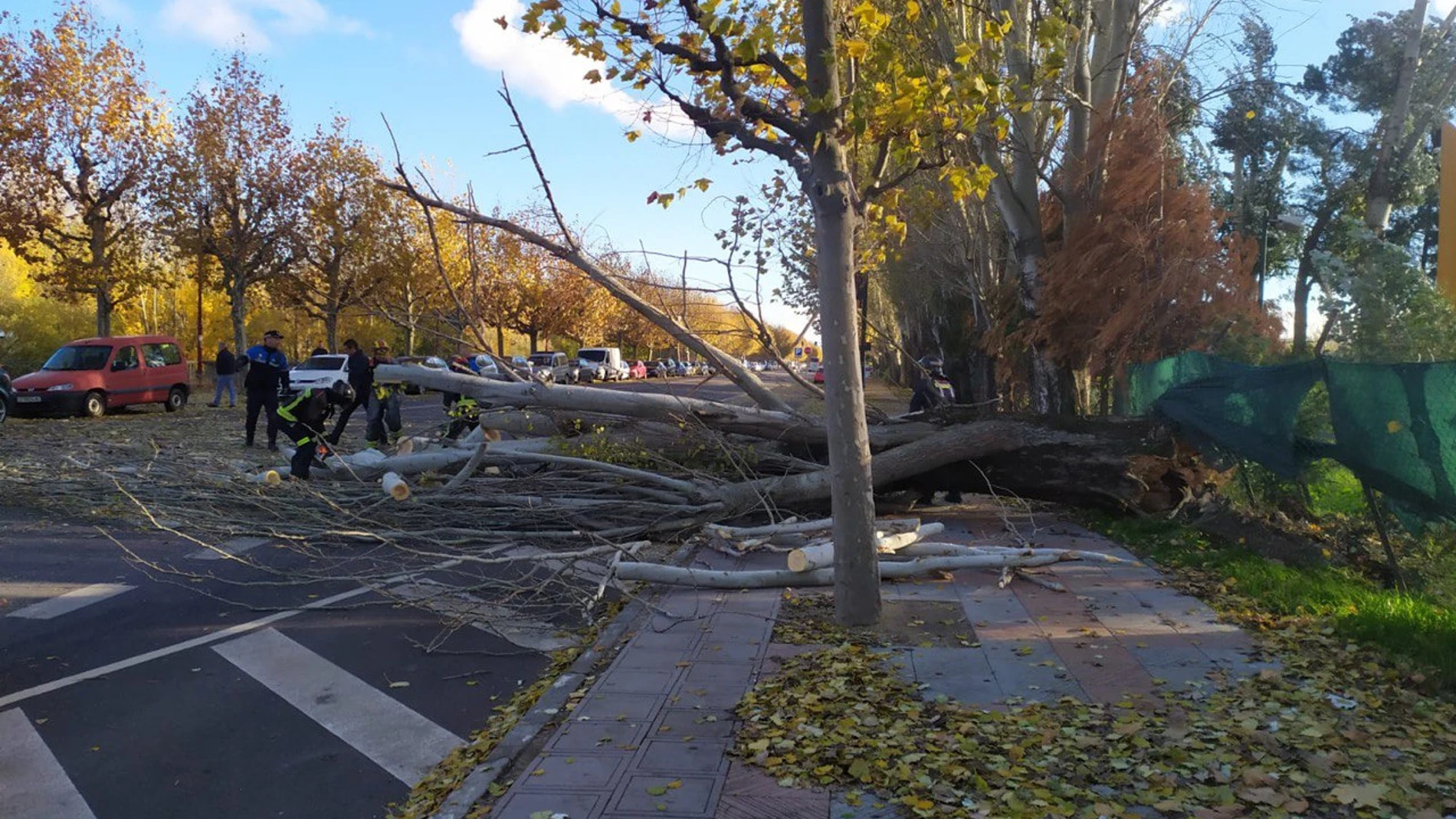 La caída de un árbol corta al tráfico en la avenida Ingeniero Sáenz de Miera de León