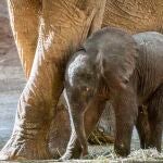 Imagen de la cría del elefante junto a su madre