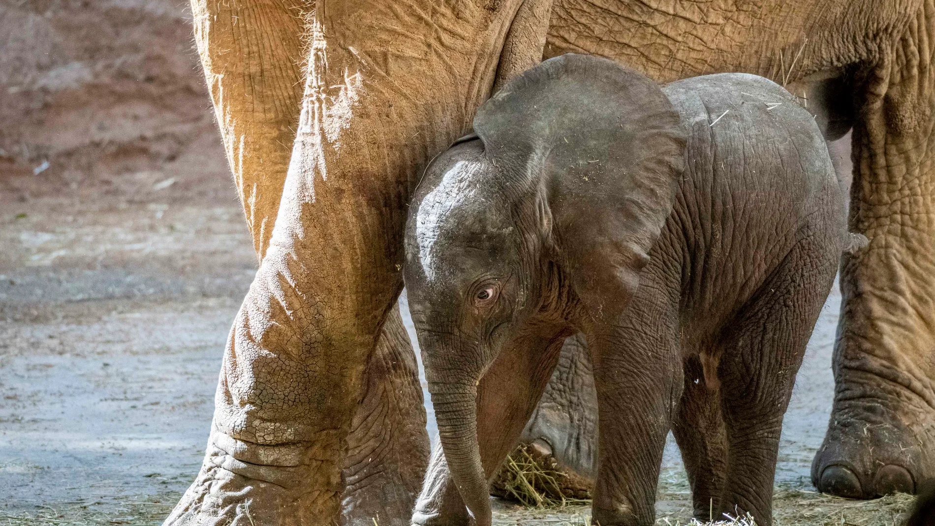 Imagen de la cría del elefante junto a su madre