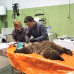 Intervención del equipo veterinario
