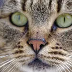Hemos dicho que el gato “olisquea” a través de la nariz y a través del órgano de Jacobson, pero esto no implica que ambas formas de “oler” sean iguales | Fuente: Icsilviu / Pixabay