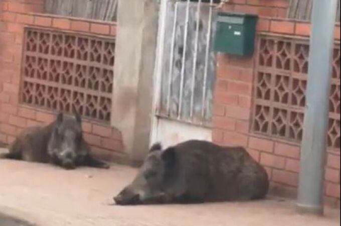 Dos jabalíes duermen a la puerta de un chale en Vilamarxant (Valencia)