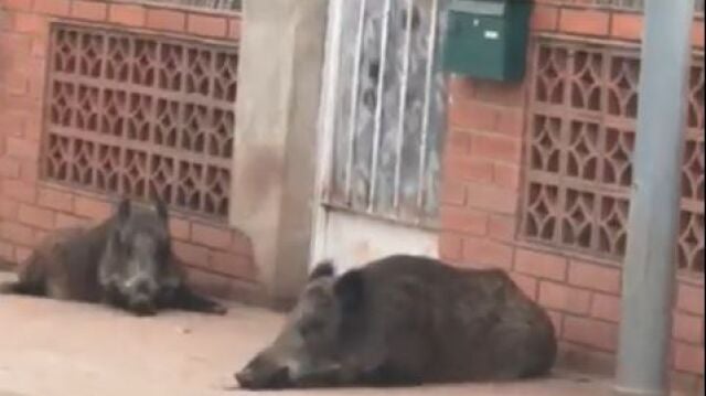 Dos jabalíes duermen a la puerta de un chale en Vilamarxant (Valencia)