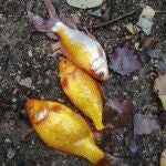 Tres ejemplares de carpín dorado extraídos de La Toba, en Soria
