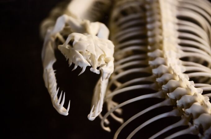 esqueleto de una serpiente | Fuente: Steve001 / Pixabay