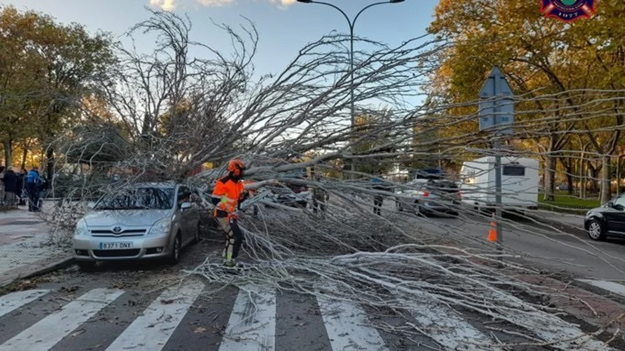 Cae un árbol de grandes dimensiones en Alcorcón y destroza dos vehículos