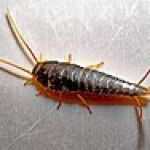 Un pececillo de plata (Lepisma saccharina)