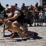 Un perro realiza una demostración durante una exhibición de la Unidad Canina de Infantería de Marina de Madrid con motivo del Día de las Fuerzas Armadas