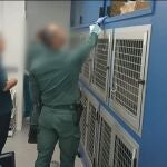 Detenida una falsa veterinaria que ejercía sin titulación