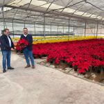 El Ayuntamiento iniciará los próximos días la plantación de las tradicionales flores de pascua en los parques y jardines del municipio