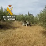 Los burros estaban en un olivar a la intemperie