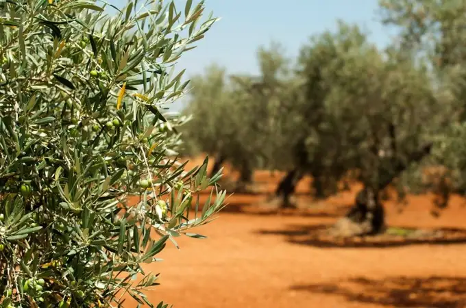 El aceite de oliva seguirá disparado