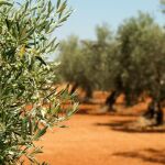 El olivar es uno de los cultivos que ha experimentado el crecimiento de la producción ecológica en los últimos años