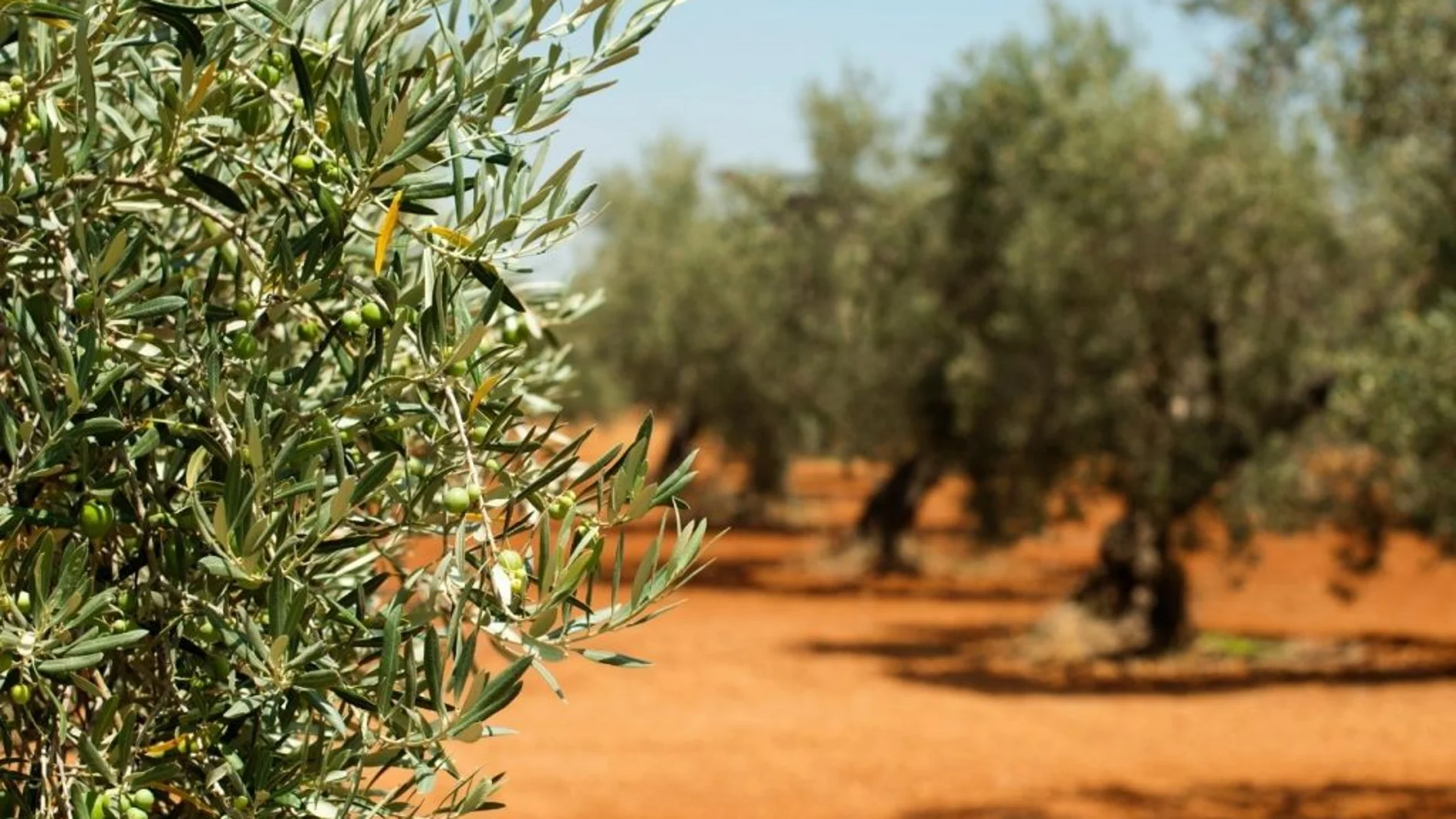 El olivar es uno de los cultivos que ha experimentado el crecimiento de la producción ecológica en los últimos años