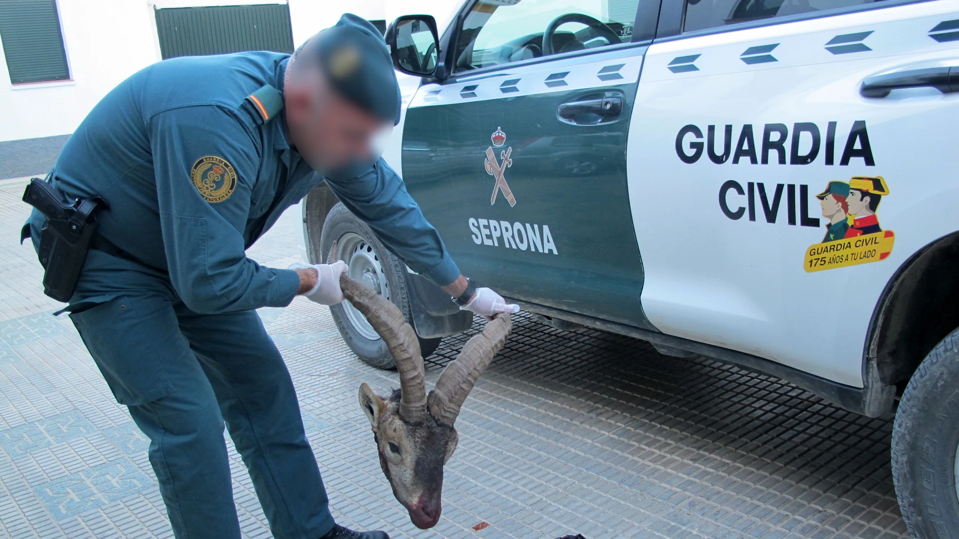 Fotografía facilitada por la Guardia Civil que investiga a dos jóvenes de 21 años acusados de un delito contra la flora y la fauna por cazar de manera furtiva un ejemplar de cabra montés en un coto privado de Puebla de Don Fadrique (Granada). EFE/Guardia Civil