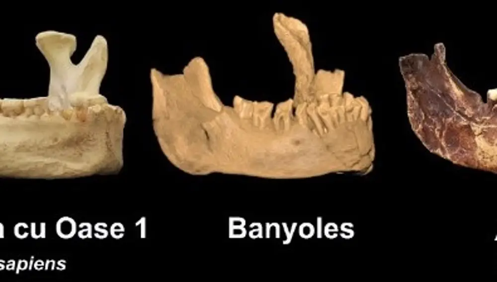 Científicos norteamericanos y españoles publican que el Sapiens más antiguo de Europa es la mandíbula de Banyoles.MUSEO DE LA EVOLUCIÓN HUMANA.07/12/2022