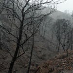 La Junta de Andalucía anunció recientemente el inicio de las obras de emergencia en la zona afectada por el incendio que tuvo lugar en septiembre en el paraje de Los Guájares (Granada), con una dotación de 3,5 millones