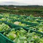La siembra de coliflor y brócoli ha pasado de 250 hectáreas a las 750