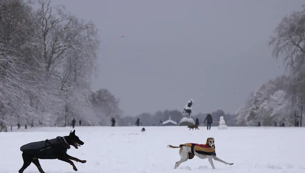 Perros corren en la nieve en Kensington Gardens, Londres