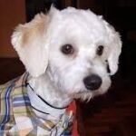 Perro Luno