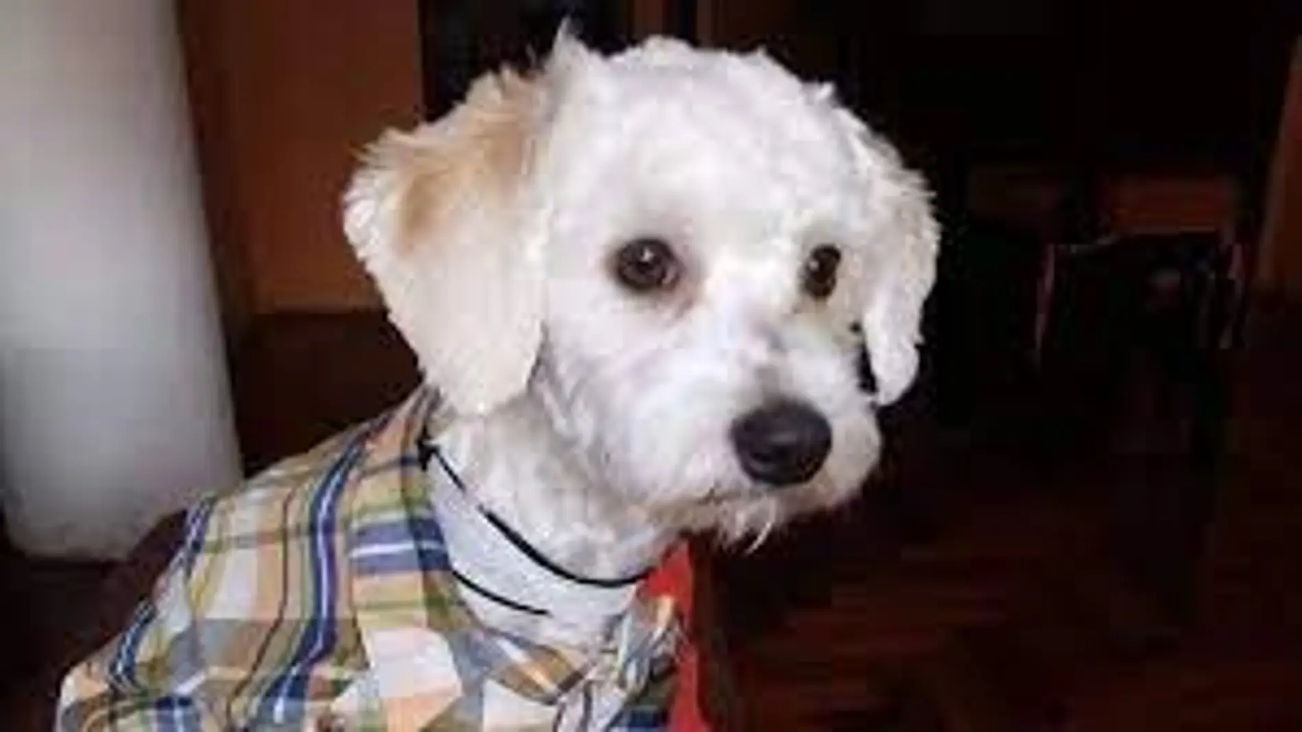 Perro Luno
