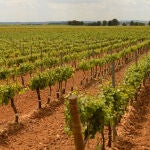 Bodegas Hispano+Suizas pertenece a la Denominación de Origen Protegida Utiel- Requena, una de las zonas vitivinícolas españolas de mayor tradición y en la que han apostado para producir sus vinos