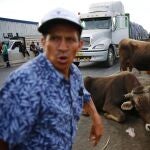 Vacas, que salen de un remolque después de tres días en su interior, pastan en el arcén de la carretera Panamericana Norte bloqueada por los partidarios del expresidente Pedro Castillo