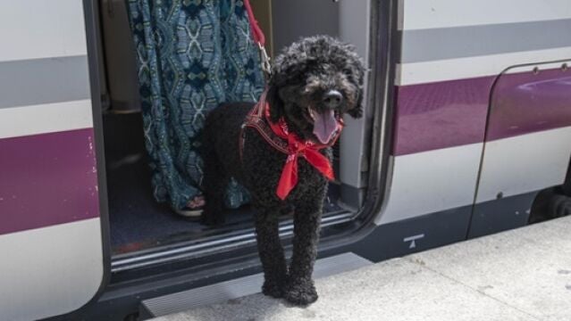 Un perro en un tren en una imagen de archivo