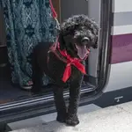 Un perro en un tren en una imagen de archivo