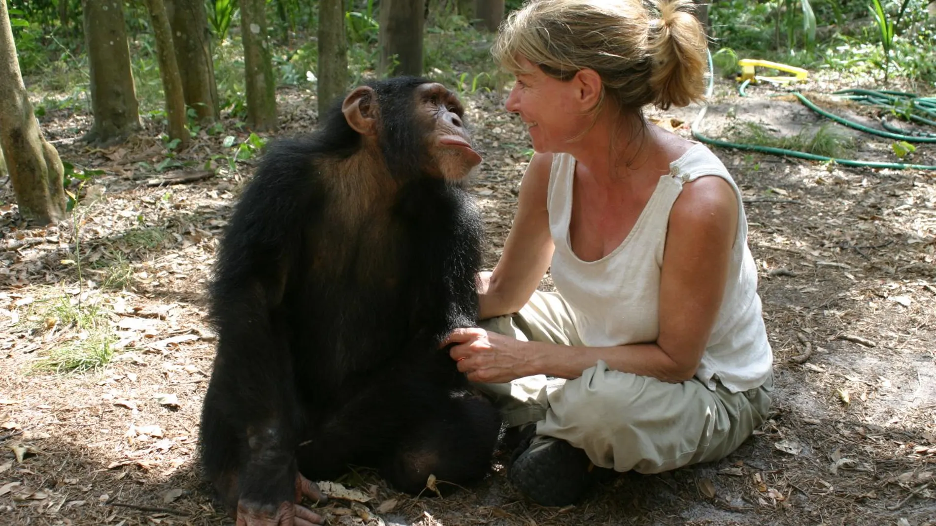 Un chimpancé y una mujer sentados en el suelo mirándose intensamente